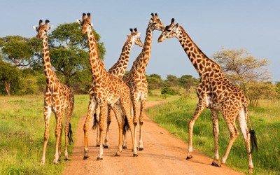 Rezervirajte utorak za putovanje – Tanzanija